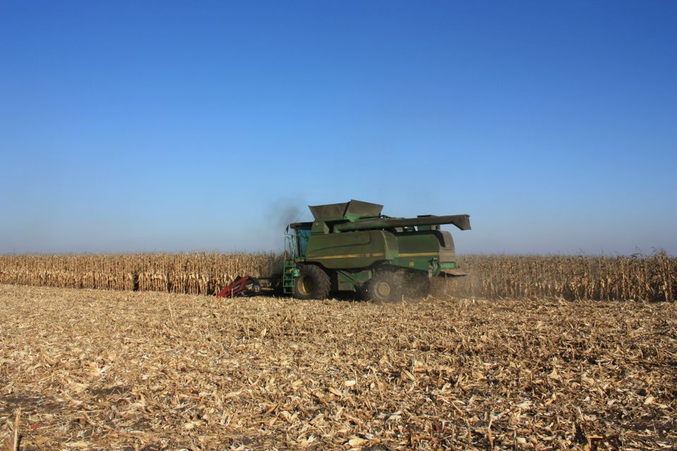 Combine harvester working through a corn field
