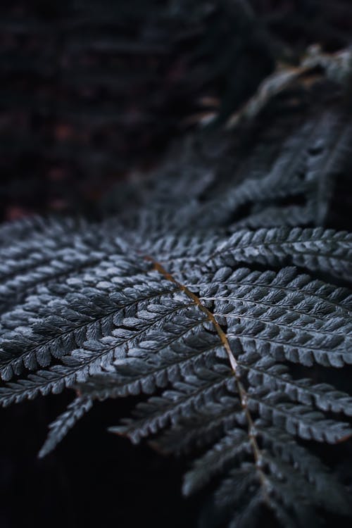 Free Leaves of fern against dark background Stock Photo