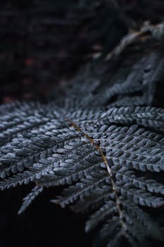 An atmospheric close-up of dark green fern leaves in a natural setting, emphasizing texture and tranquility.