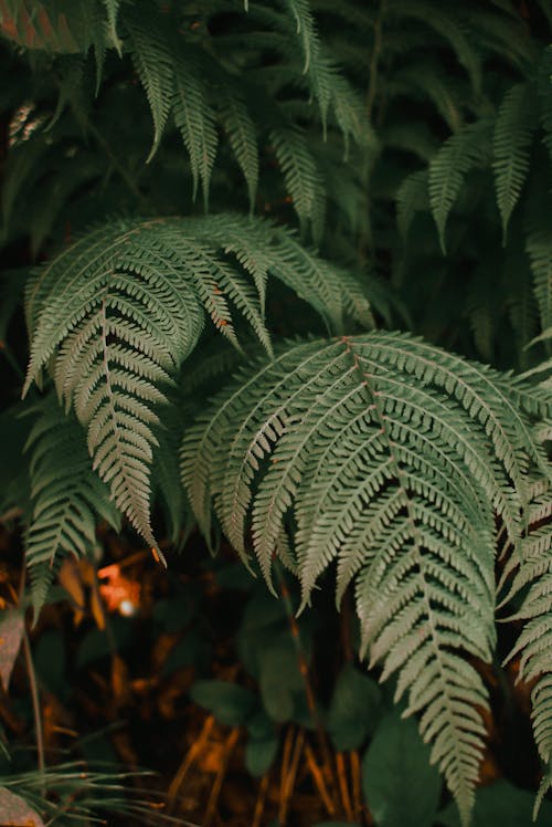 Fresh green leaves of fern illuminated with warm light growing in garden in evening