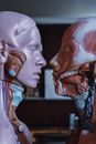 Anatomical models of human body with internal organs and muscular system placed near each other in room
