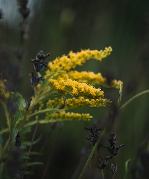 Free Colorful blossoming yellow solidago with small flowers growing on thin stalks on lawn Stock Photo