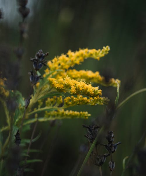 Colorful blossoming yellow solidago with small flowers growing on thin stalks on lawn