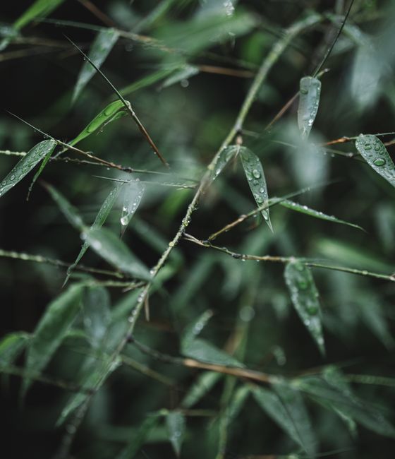 Green plant with pointed leaves on thin stalks and water drips on surface in woods