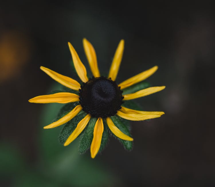 Blossoming Black Eyed Susan With Yellow Petals