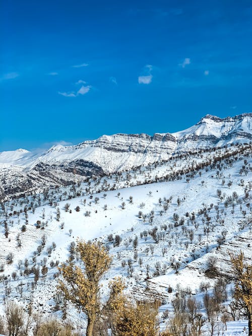 Trees on Snow Covered Mountain