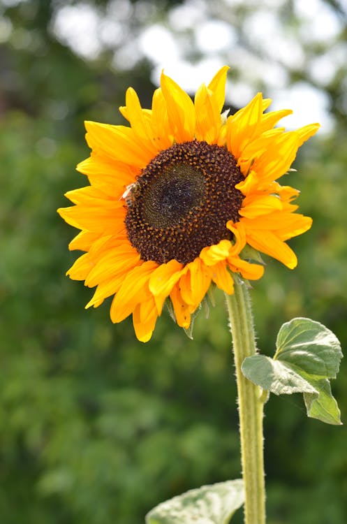 Free Close-up of a Sunflower  Stock Photo