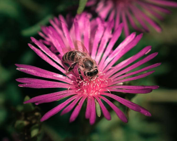 A Bee Perched On The Bud Of Bolus Flower