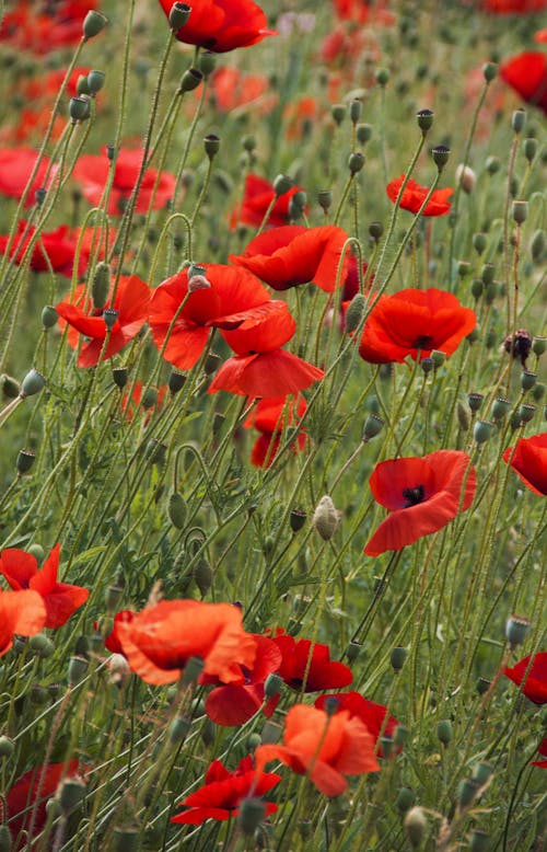 Vivid bunch of poppies growing on grassy terrain on green field near unblown buds in countryside in summer day outside