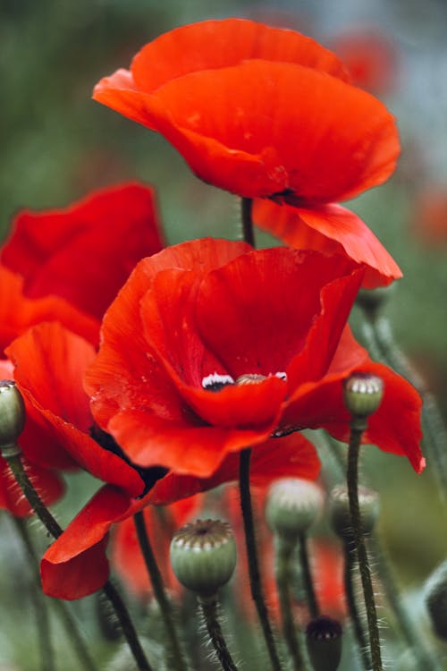 Red flowers with blurred background