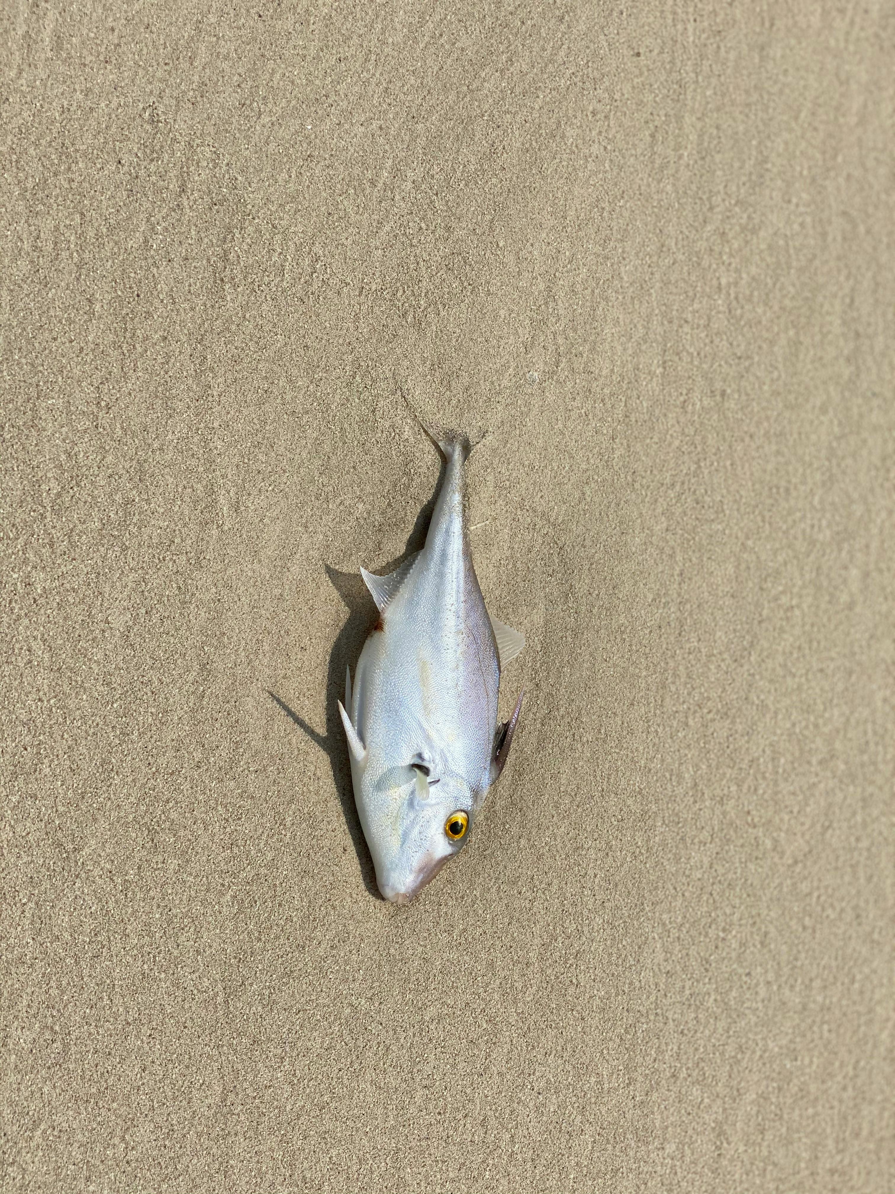 dead fish foamposite