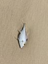 Dead Fish Lying on Sand