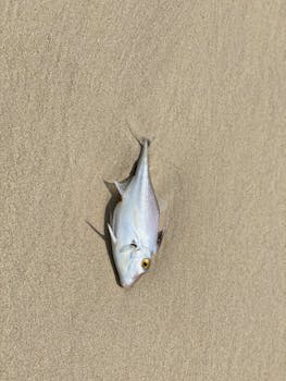 A dead fish lying on a sandy beach in Abu Dhabi, United Arab Emirates.