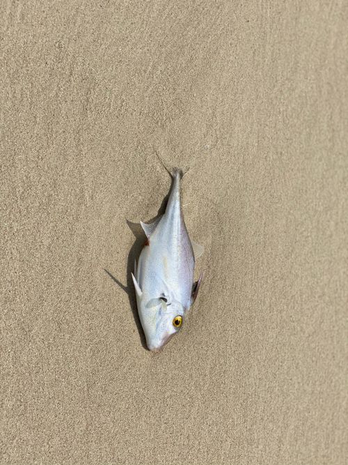 Free A dead fish lying on a sandy beach in Abu Dhabi, United Arab Emirates. Stock Photo