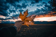 Person Holding Brown Maple Leaf