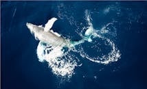 High-Angle Shot of Humpback Whale in Blue Ocean