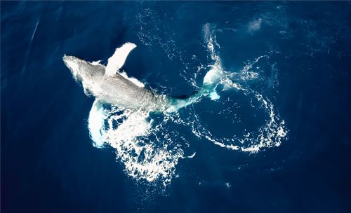 Free Spectacular aerial shot of a humpback whale swimming in the deep blue ocean. Stock Photo