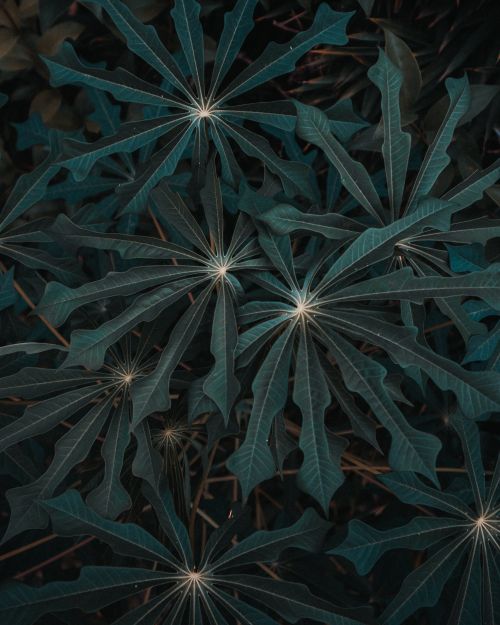 Free Close-up view of dark green leaves with star-shaped patterns creating an abstract effect. Stock Photo
