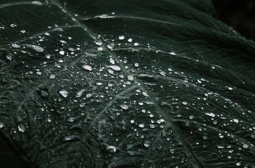 Free Detailed macro image showing water droplets resting on a vibrant green leaf. Stock Photo