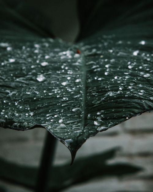 Free Macro shot of a vibrant green leaf covered in dew droplets, creating a serene natural scene with bokeh effect. Stock Photo