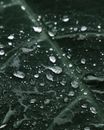 Water Droplets on Green Leaf