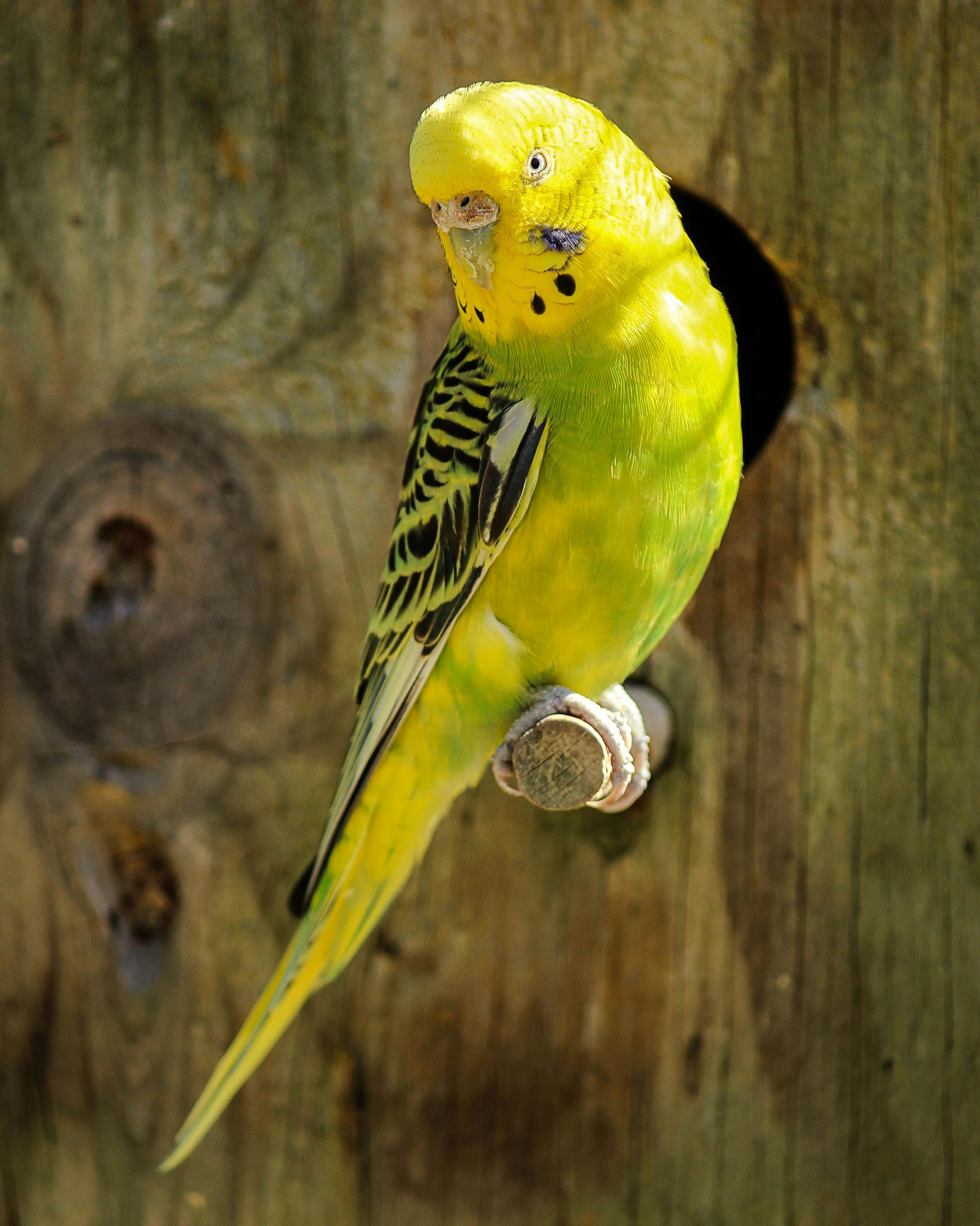 A parrot | Photo: Pexels