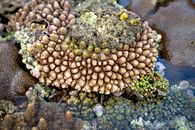 From above of exotic Acropora globiceps sea corals growing on wet shore during low tide in Hon Yen island