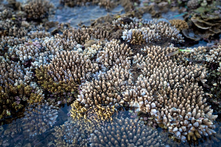 Coral Reefs On Sea Beach In Daylight