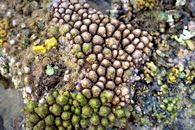 Rough sea corals on wet beach on sunny day