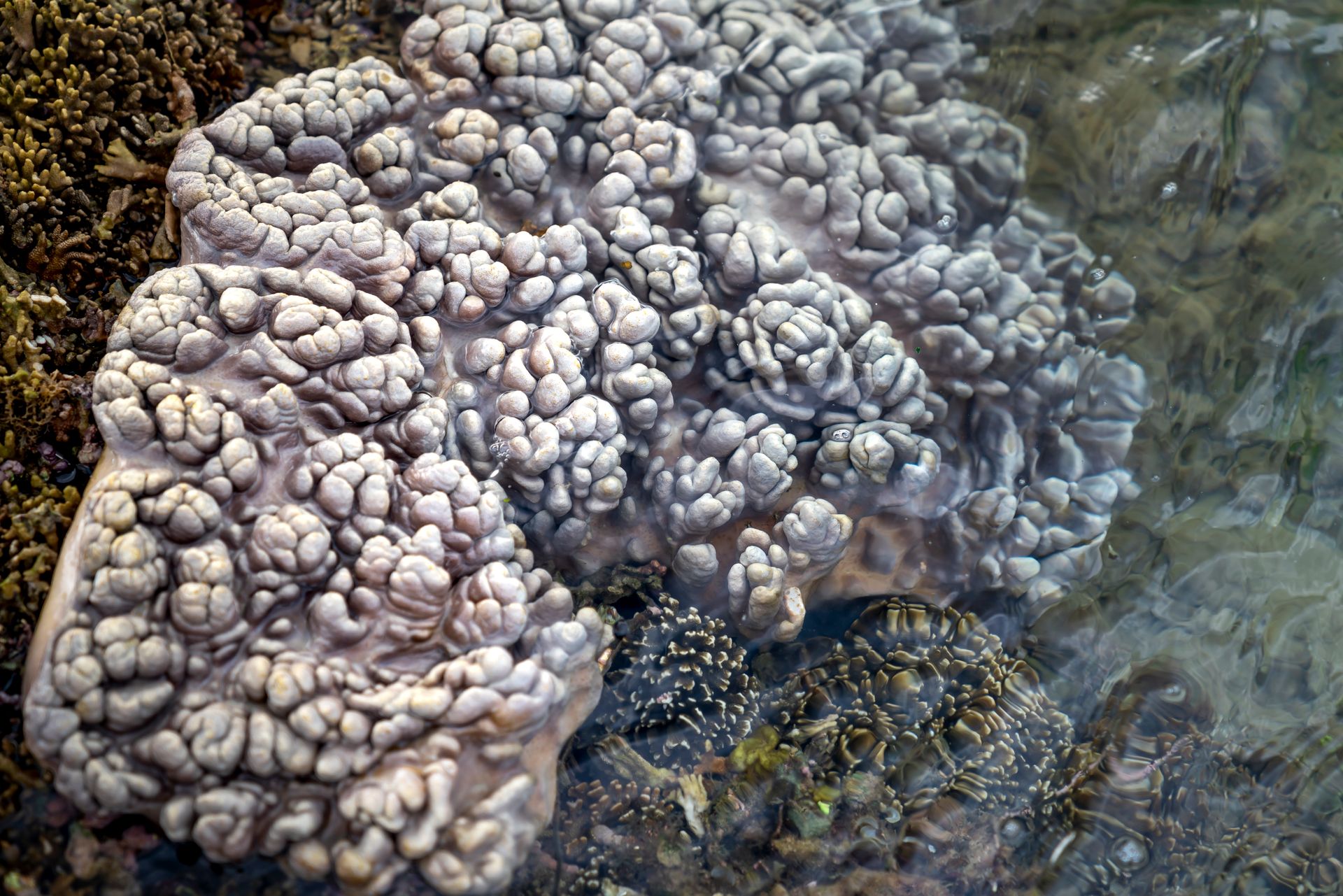 Underwater at West Lagoon Reef