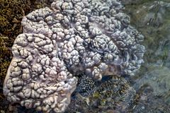 West Lagoon Reef