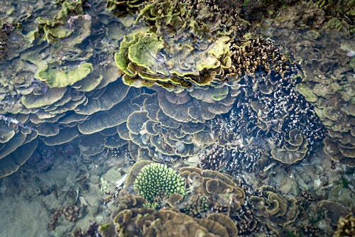 Δωρεάν στοκ φωτογραφιών με aqua, scuba, άγρια φύση