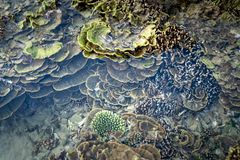 Jigdup Reef