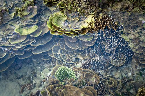 Jigdup Reef