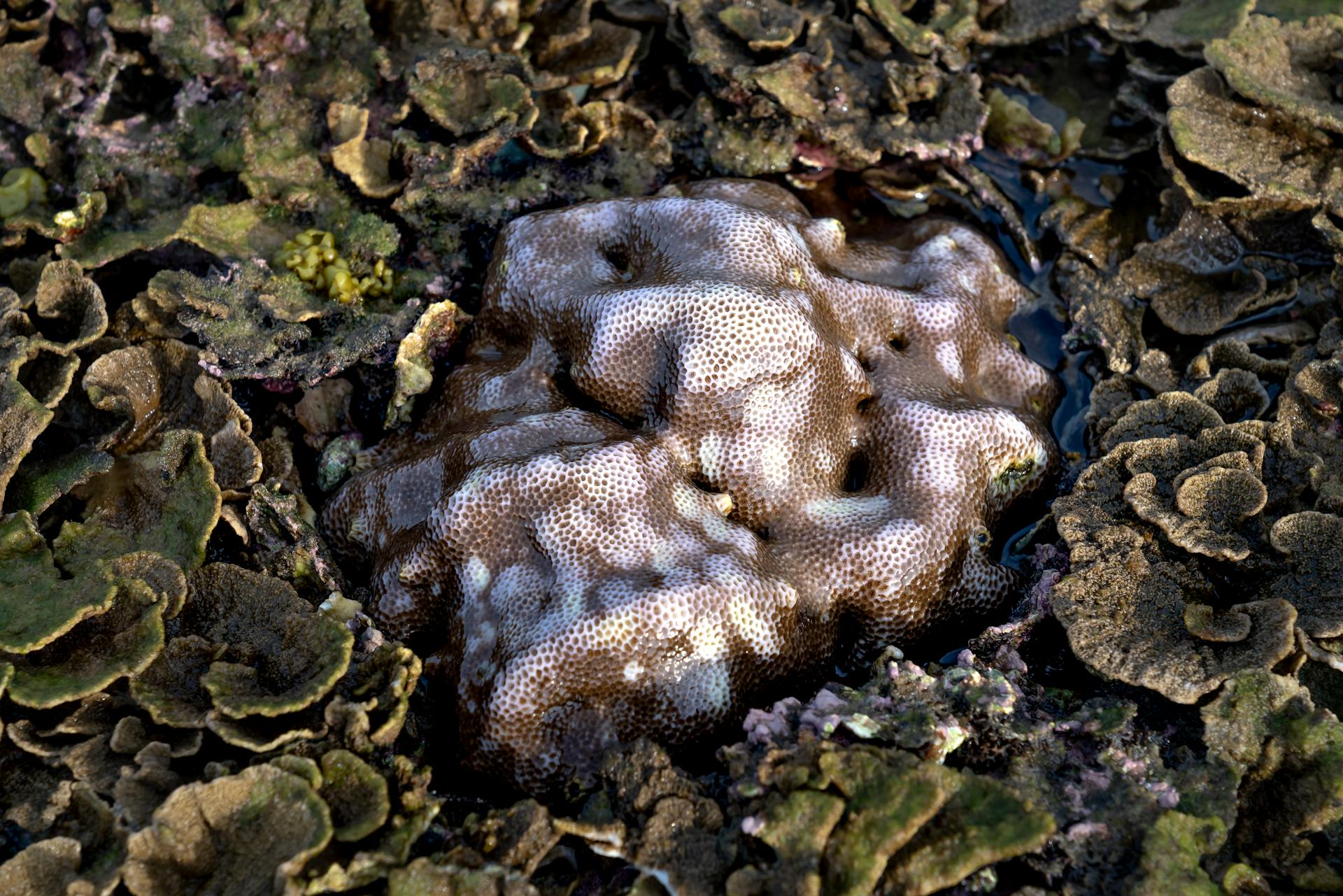 High angle of Goniastrea edwardsi and Turbinaria reniformis corals growing on Hon Yen island during low tide