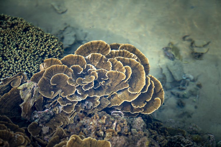 Picturesque Coral Reef On Seacoast Of Tropical Island