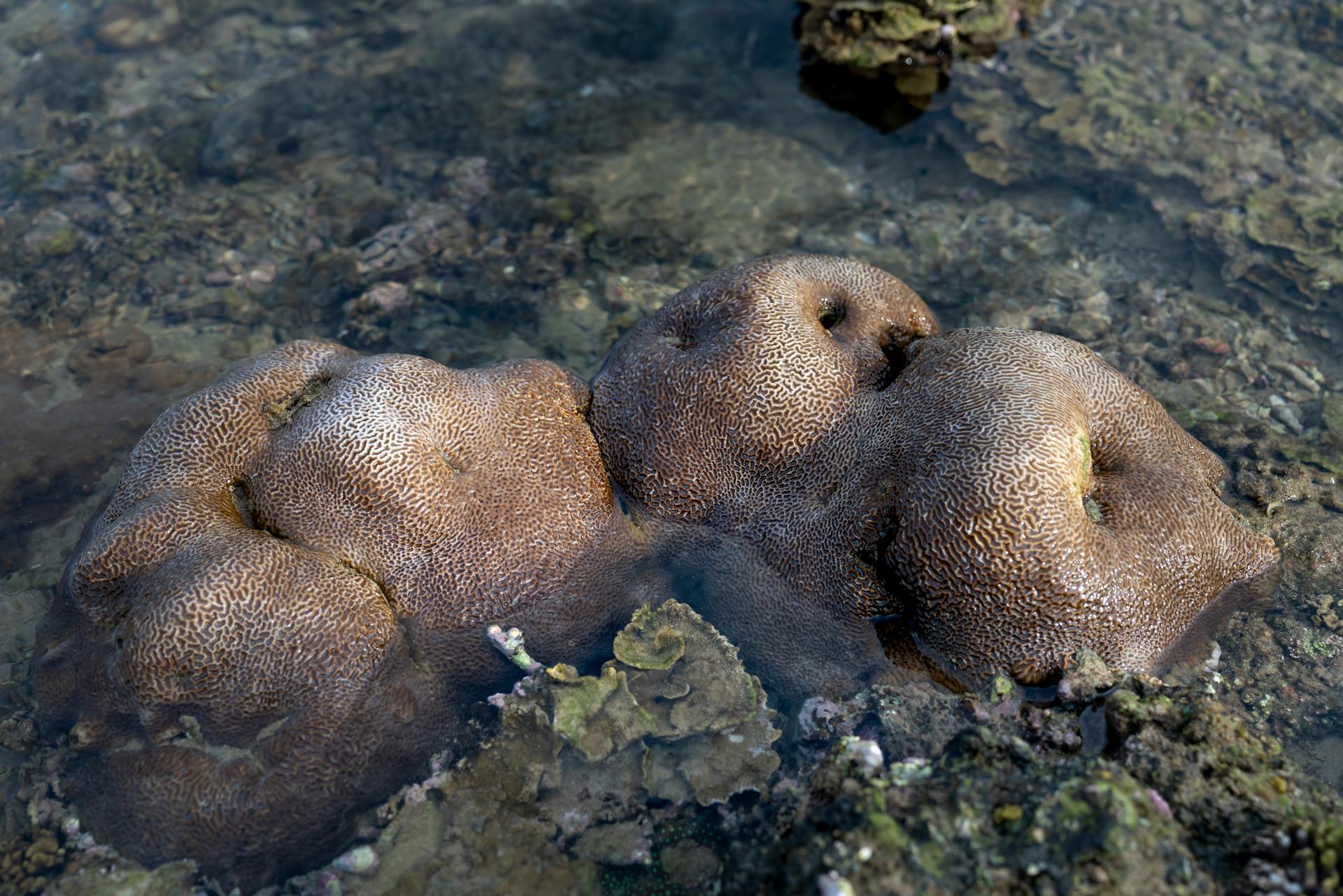 From above of textured Goniastrea favulus stone corals in shallow sea water during low tide in Hon Yen island