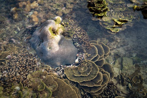 Free High angle of Turbinaria reniformis and Goniastrea retiformis stone corals growing undersea near coast during low tide in Vietnam Stock Photo