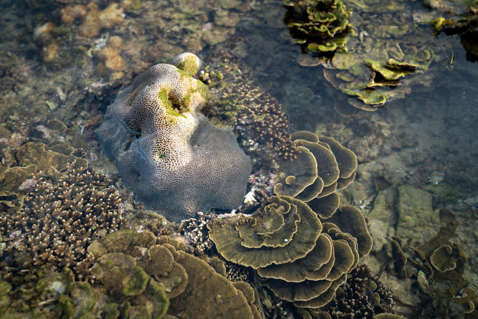 High angle of Turbinaria reniformis and Goniastrea retiformis stone corals growing undersea near coast during low tide in Vietnam