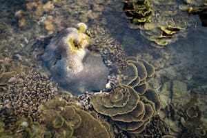 High angle of Turbinaria reniformis and Goniastrea retiformis stone corals growing undersea near coast during low tide in Vietnam