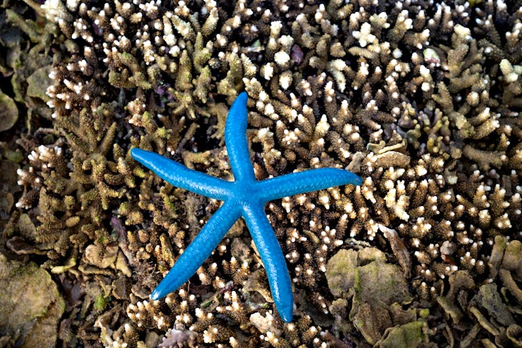 Blue Starfish On Underwater Corals During Low Tide