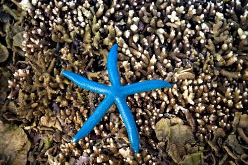 Free From above of amazing bright Linckia laevigata blue sea star on coral reef during low tide Stock Photo
