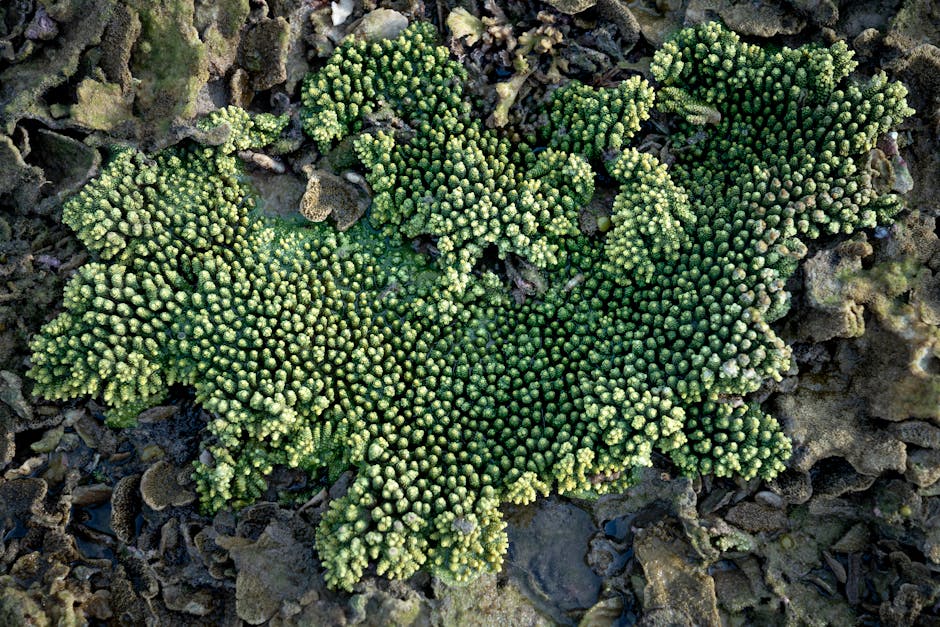 From above of green Acropora cytherea coral with textured surface on beach of exotic Hon Yen island