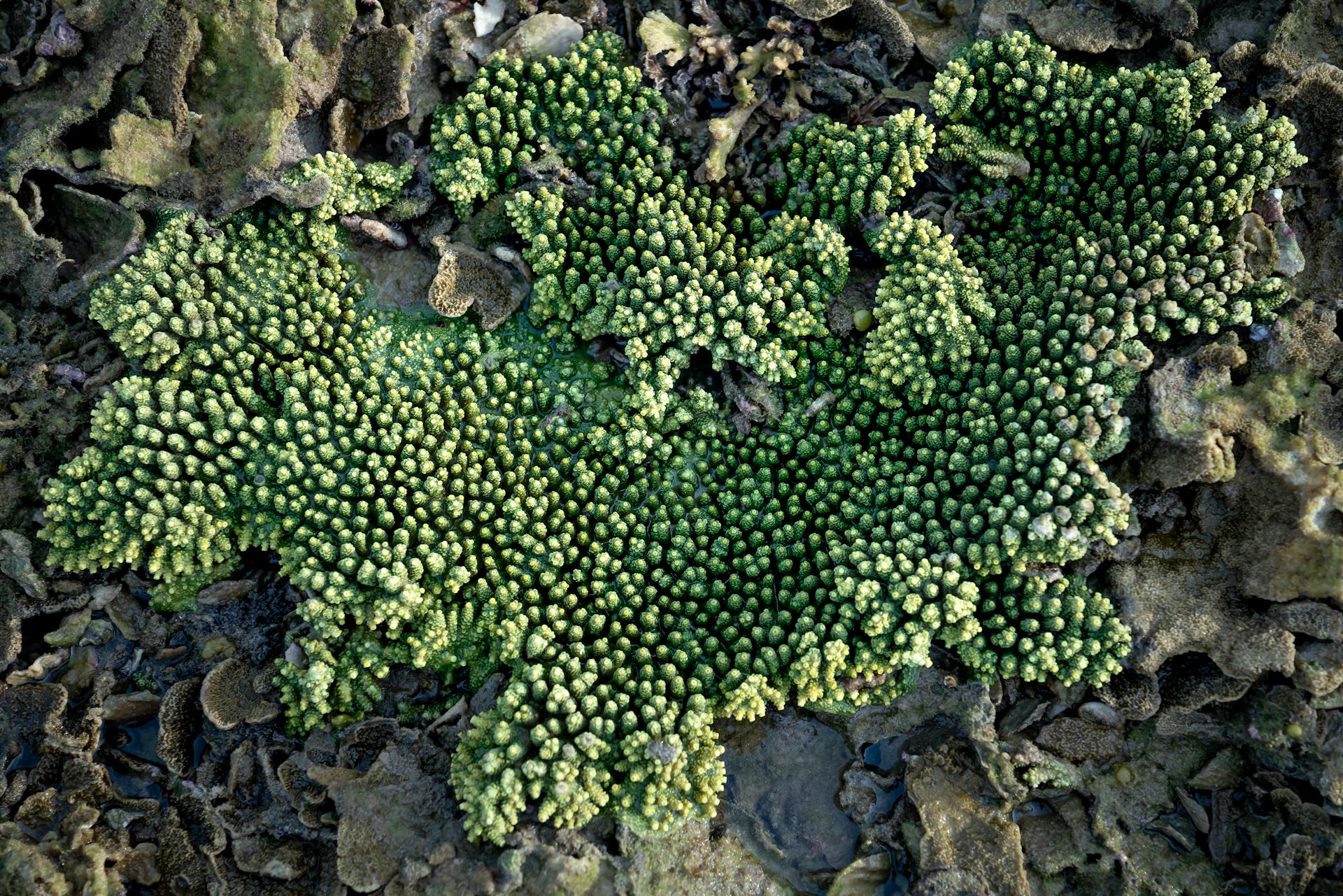 From above of green Acropora cytherea coral with textured surface on beach of exotic Hon Yen island during low tide