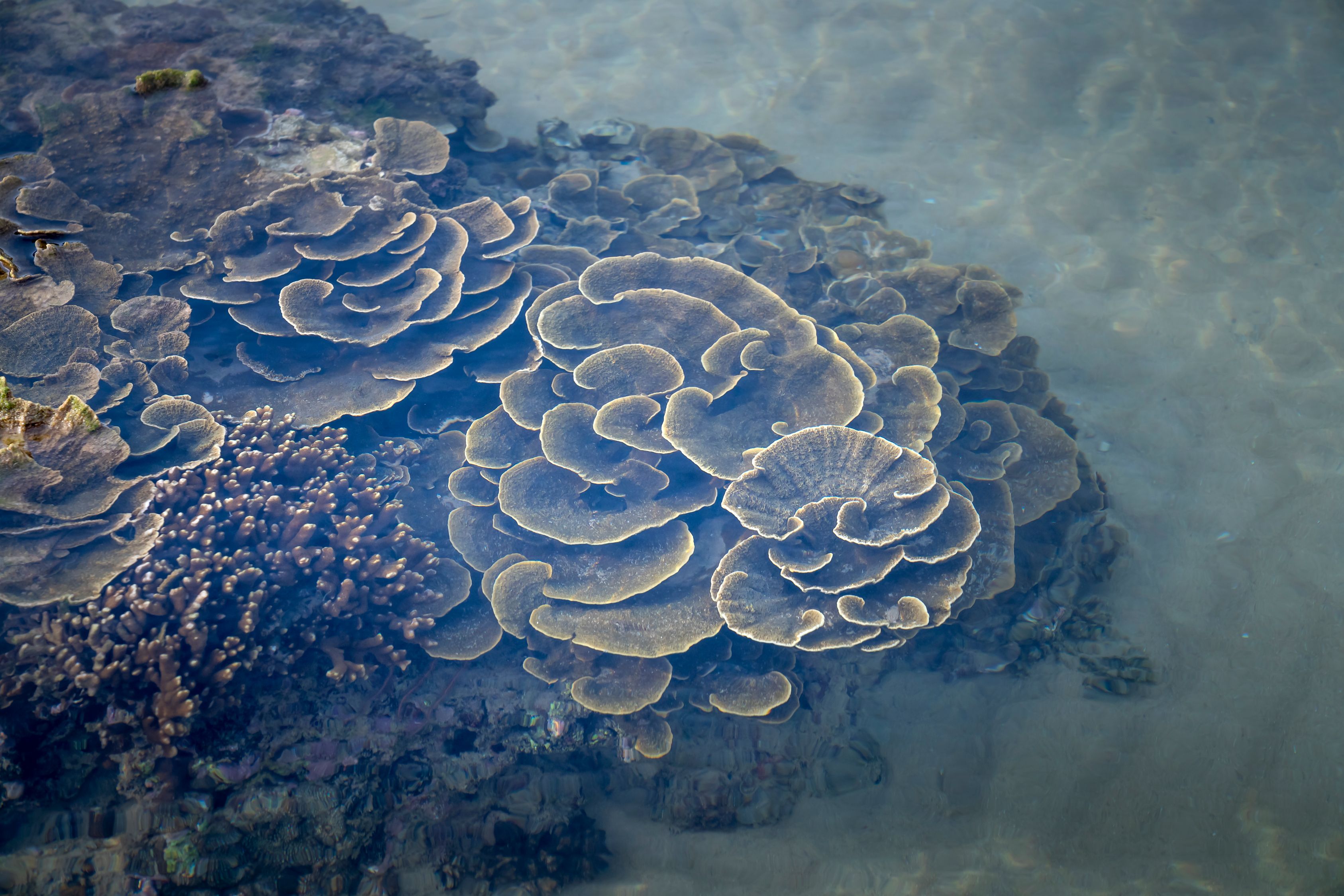 Montipora Capricornis