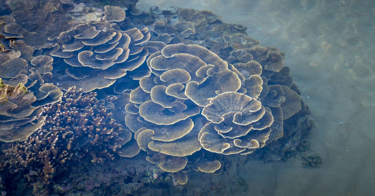 Découvrir les paysages à couper le souffle d'Australie