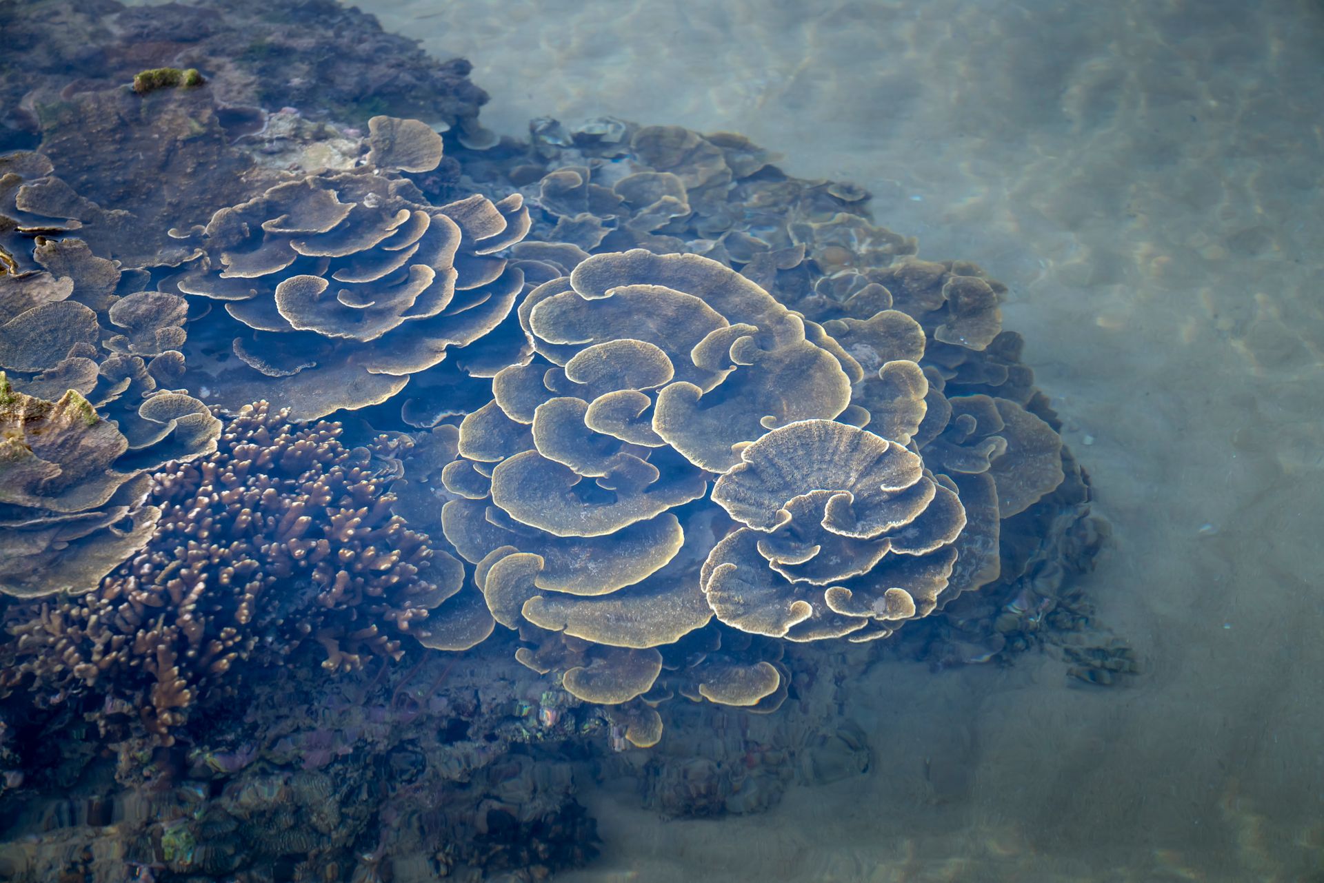 Underwater reef at Exmouth