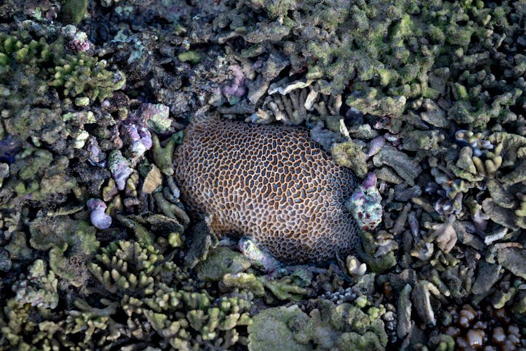 Exotic Coral Reef On Sea Beach In Sunlight