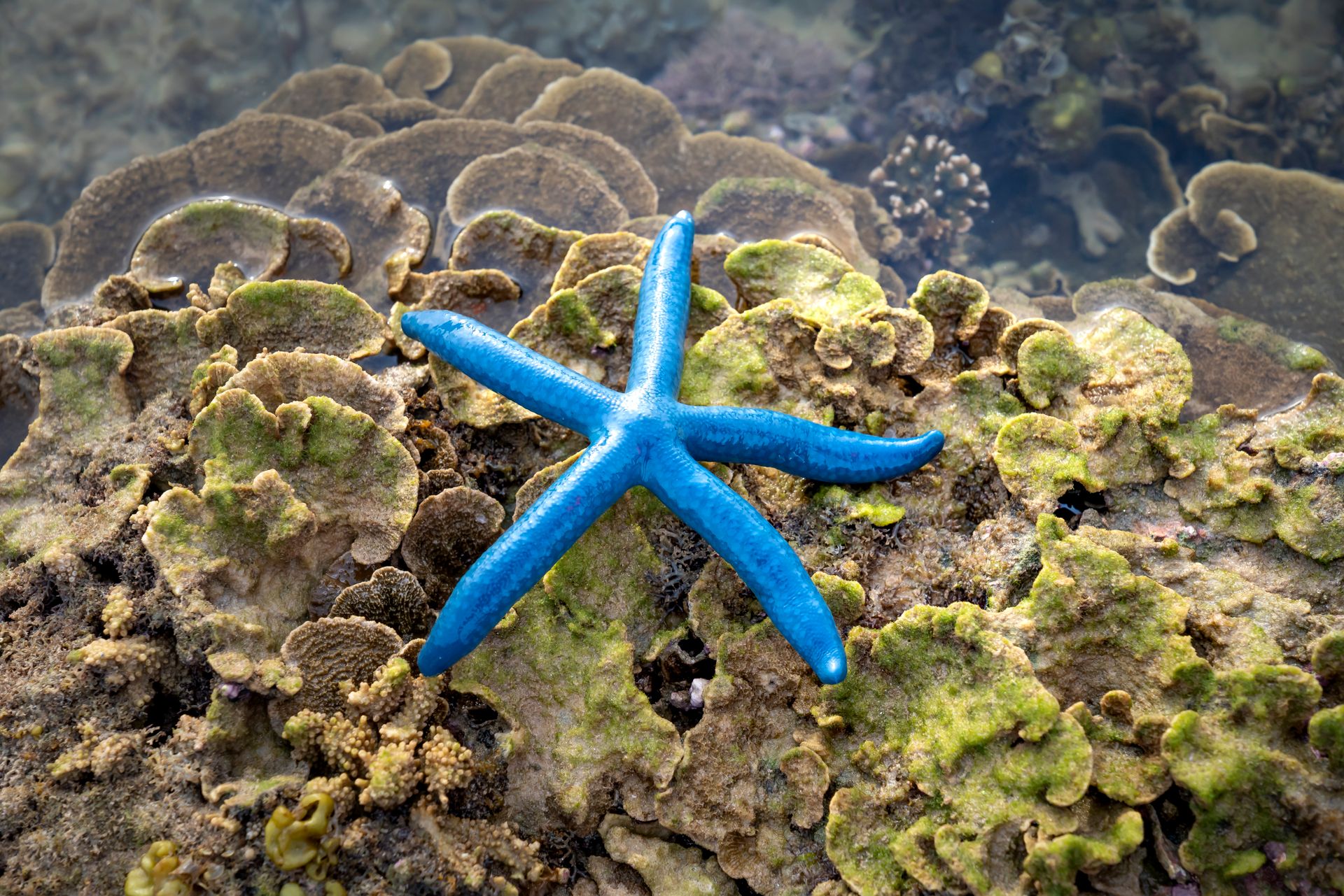 Underwater at Starfish Island Reef
