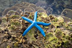 Starfish Island Reef